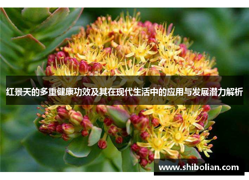 红景天的多重健康功效及其在现代生活中的应用与发展潜力解析